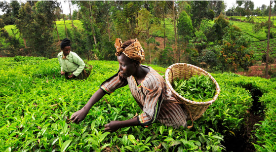 Agriculture Insurance